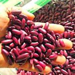 Red kidney beans by Agroworld trading company Singapore, best agro food supplier, best kidney beans supplier, best kidneybeans exporter, best kidneybeas wholeseller, 1inch long kidneybeans, big kidneybeans