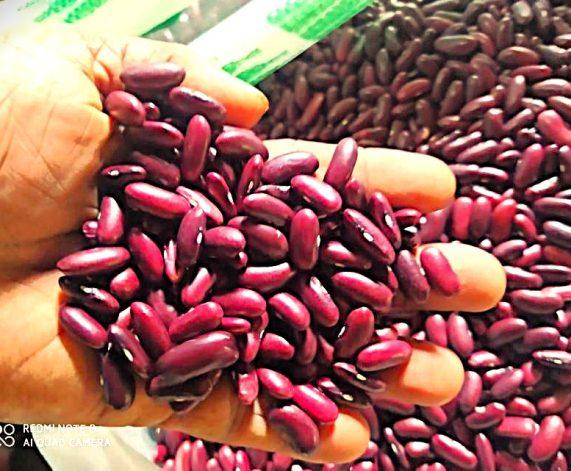 Red kidney beans by Agroworld trading company Singapore, best agro food supplier, best kidney beans supplier, best kidneybeans exporter, best kidneybeas wholeseller, 1inch long kidneybeans, big kidneybeans