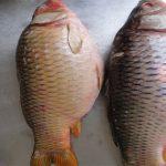 Carfu Fish