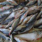 Ayer fish by Agro World