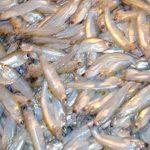 Batashi Fish