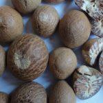 betel nut whole