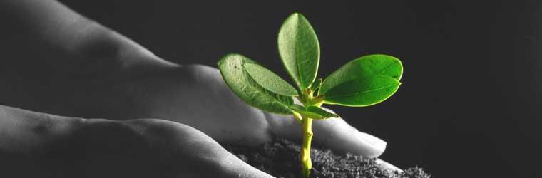 Company Profile 2 Exporters of Beans Pulses Rice,Pakistani / Indian Spice, Fresh water farm grown fish | Agroworld trading