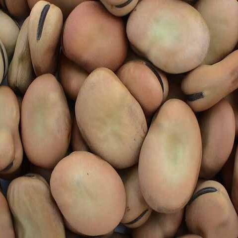 Broad Beans Broad Beans