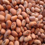 Pink Cowpeas