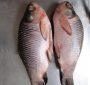 Rohu Fish