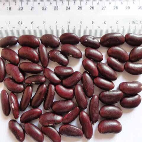 Red kidney beans Red kidney beans
