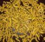 TURMERIC POLISHED