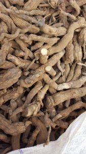 Asrool (Rauwolfia serpentina)