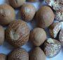 betel nut whole