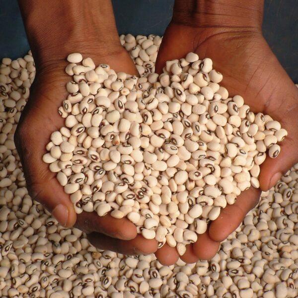 Cowpeas Cowpeas