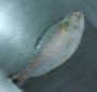 Hilsa Fish