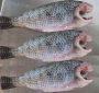 Tilapia Clean