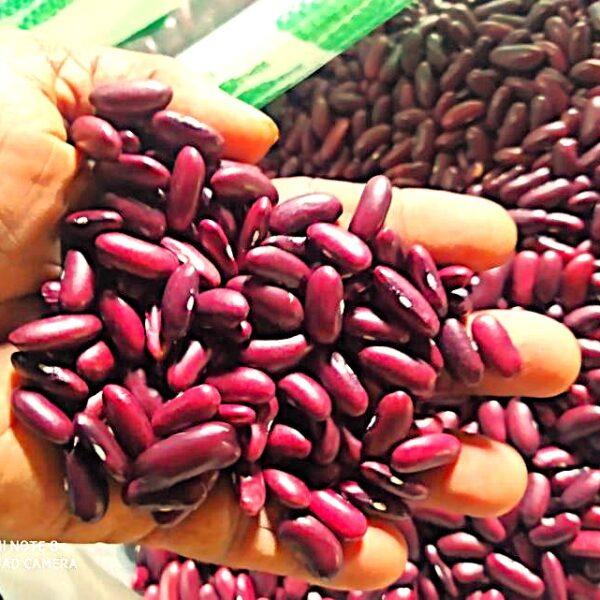 Red kidney beans by agroworld trading company singapore Red kidney beans by Agroworld trading company Singapore, best agro food supplier, best kidney beans supplier, best kidneybeans exporter, best kidneybeas wholeseller, 1inch long kidneybeans, big kidneybeans