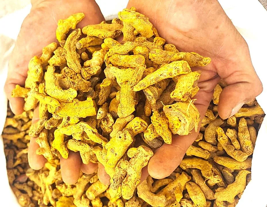 Turmeric Shane / Polished by Agroworld trading company Singapore, best agro food supplier, best kidney beans supplier, best Turmeric Polished exporter, best Turmeric Polished wholesaler