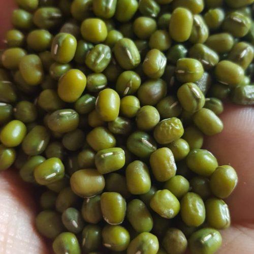 Green mung beans whole by agro world trading company in south east asia aliabab gold supplier green mung beans exporter, green mung beans supplier, green mung split supplier asia,green mung split pakistan, green mung beans alibaba, green mung huskless supplier wholeseler on alibaba